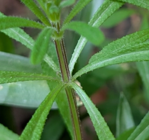 Cleavers Extract