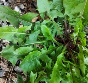 Dandelion Leaf